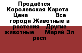 Продаётся!     Королевская Карета › Цена ­ 300 000 - Все города Животные и растения » Другие животные   . Марий Эл респ.